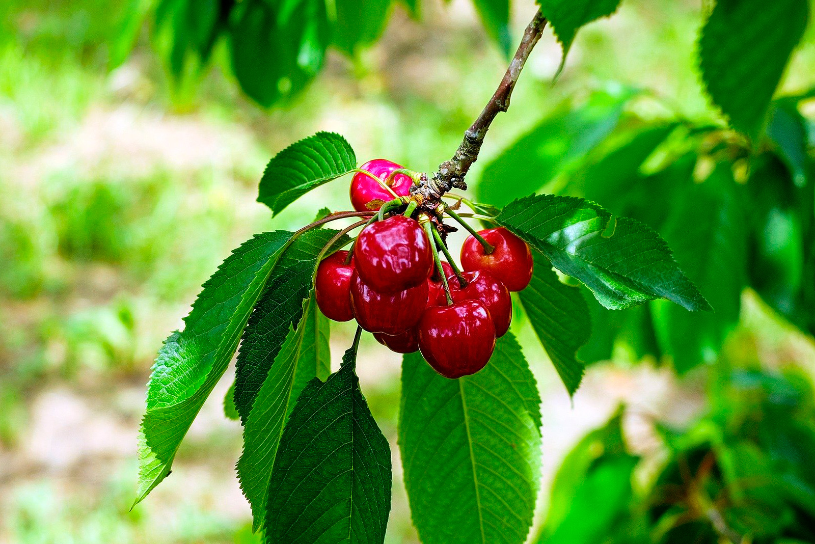 imagen blog Seguros DSS | Agroseguros 2020 para cultivo de cerezas