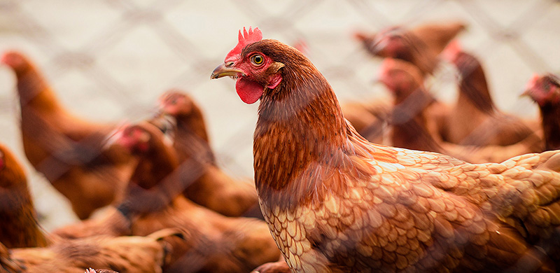 Gallinas en explotación aviar