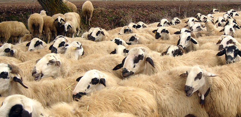 Ovejas en el campo